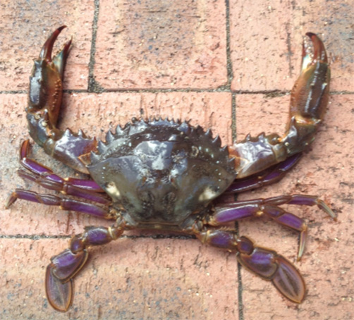 Crab image