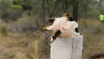 Black and yellow European wasps on fish lure