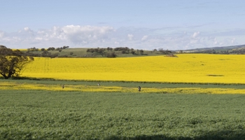 Yellow canola fields