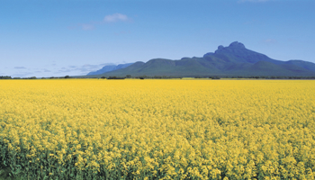 Yellow flowering canola crop with Stirling Range in the background