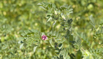 Chickpea plants in a field with purple chickpea flower and green leaves in the foreground