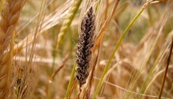 Diseased grain head