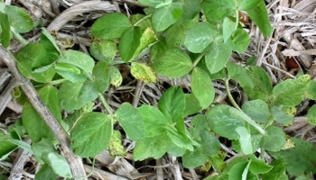 Field pea plants with small black dots
