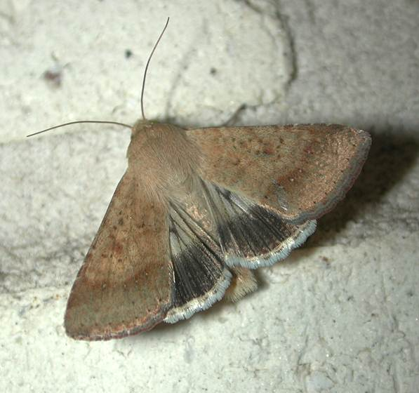 Adult moth
