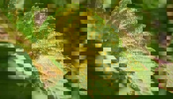 Close up of fungus on leaf