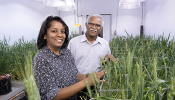 Two scientists looking at wheat trials in grow room