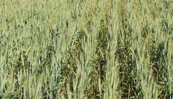 Rows of green crops