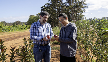Two scientists in an orchard field trial