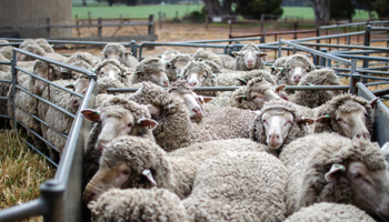A herd of sheep gathered closely together within a pen