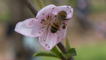 Bee on flower