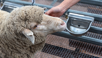 Close up of sheep with ear tag in pen being inspected