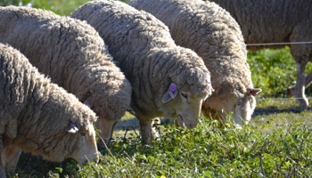 Group of sheep grazing in green field