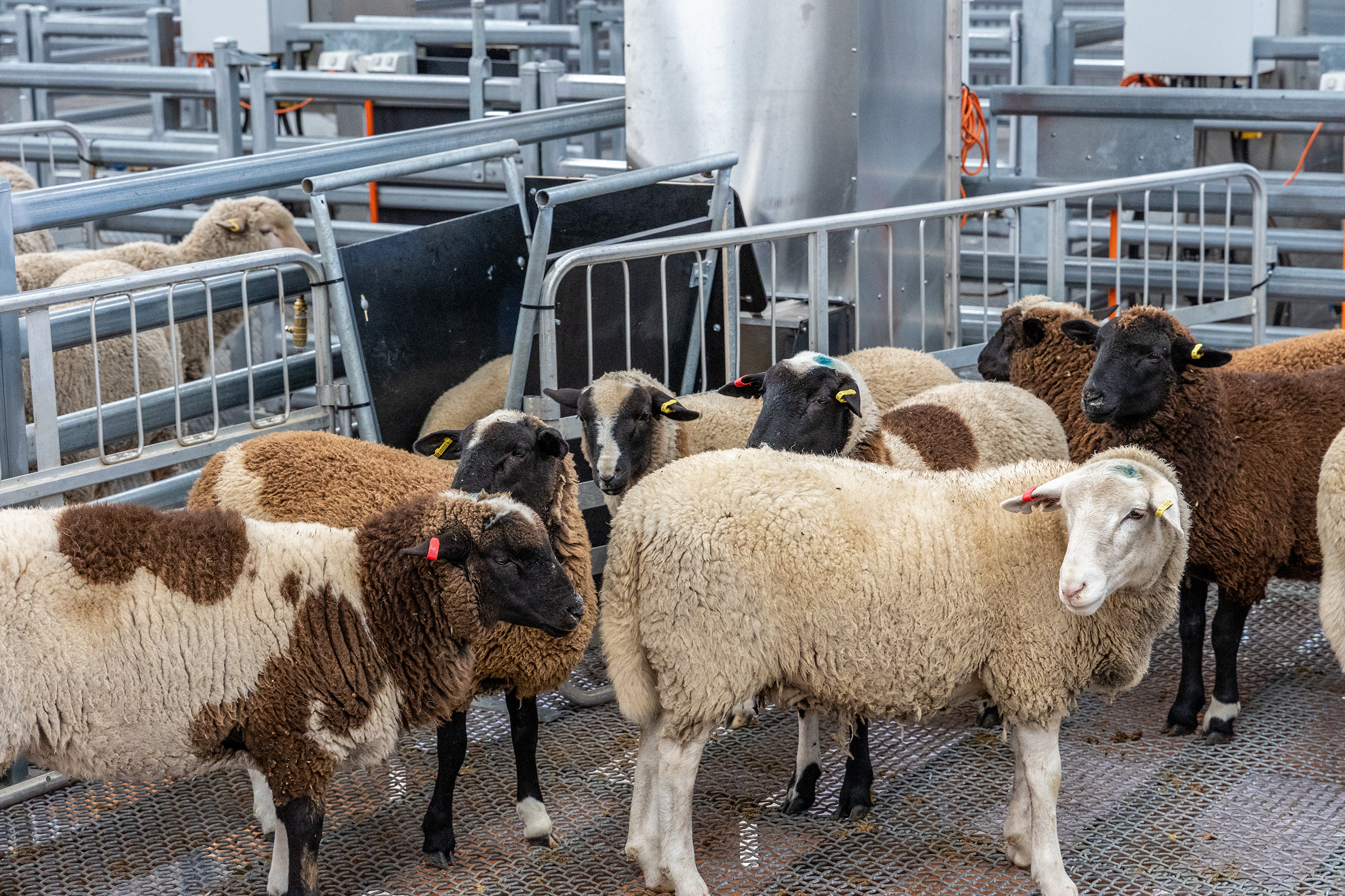 Sheep in a pen