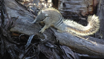 numbat in a tree