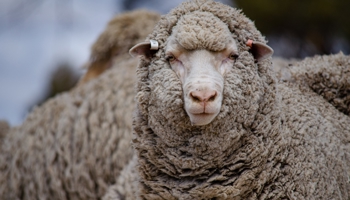 Close up of sheep face
