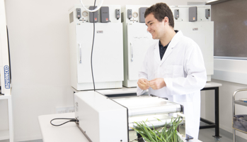 Scientist research grains plants in the laboratory