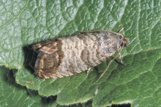 codling moth on leaf