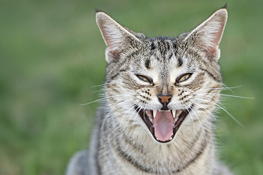 Feral cat showing teeth hissing