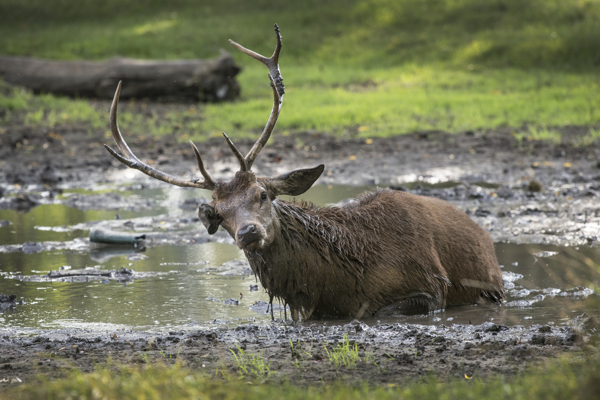 Feral deer