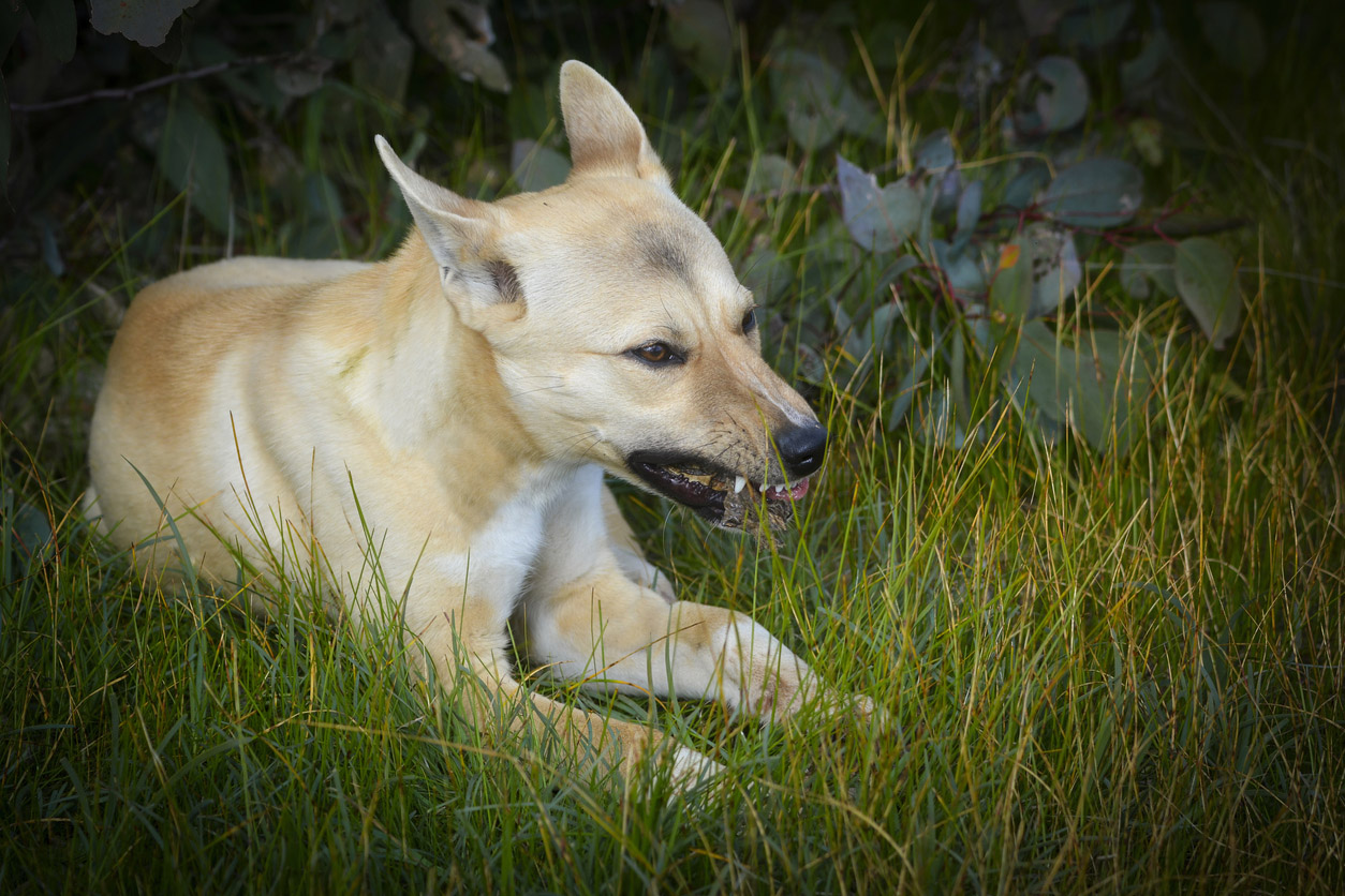 Wild dog