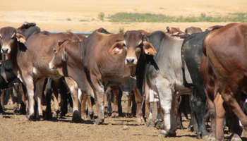 Cattle standing closely together in a yard