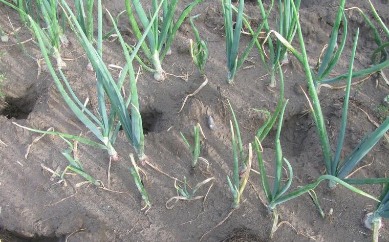 Lindsey du Toit, Washington State University, Bugwood.org 5496821 (Creative Commons)