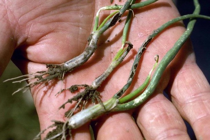 Alt: Howard F. Schwartz, Colorado State University.  Bugwood.org 5361506 (Creative Commons)