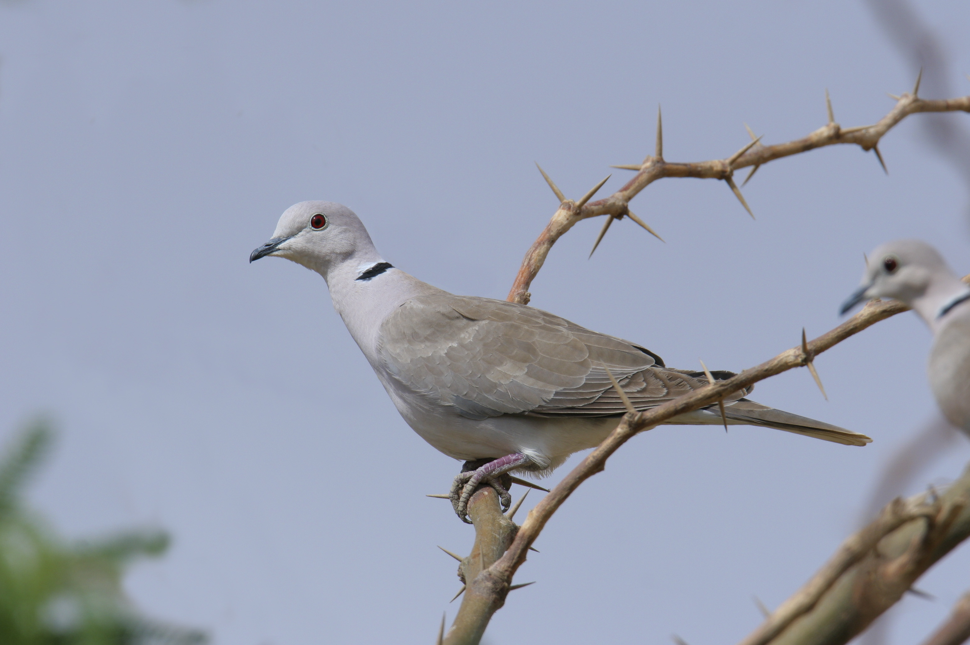 Grey dove in tree