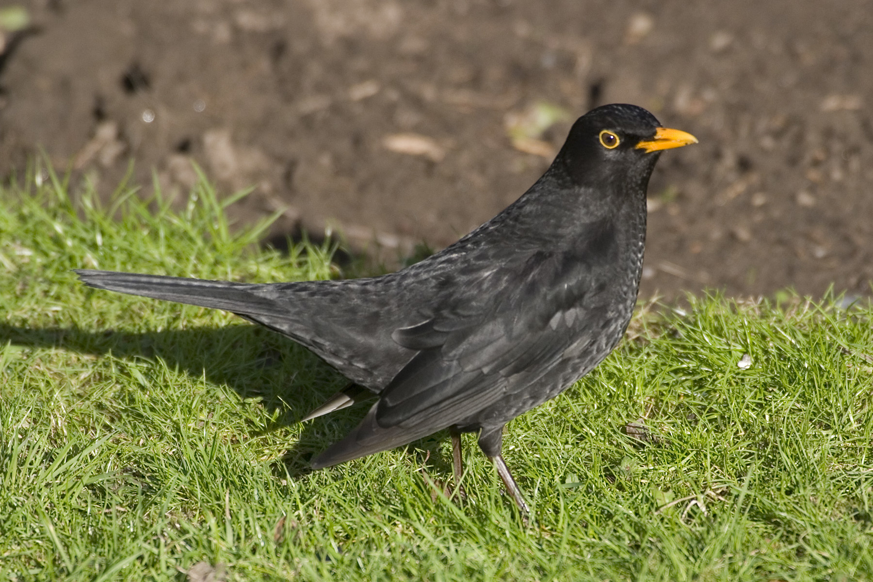 Blackbird on lawn