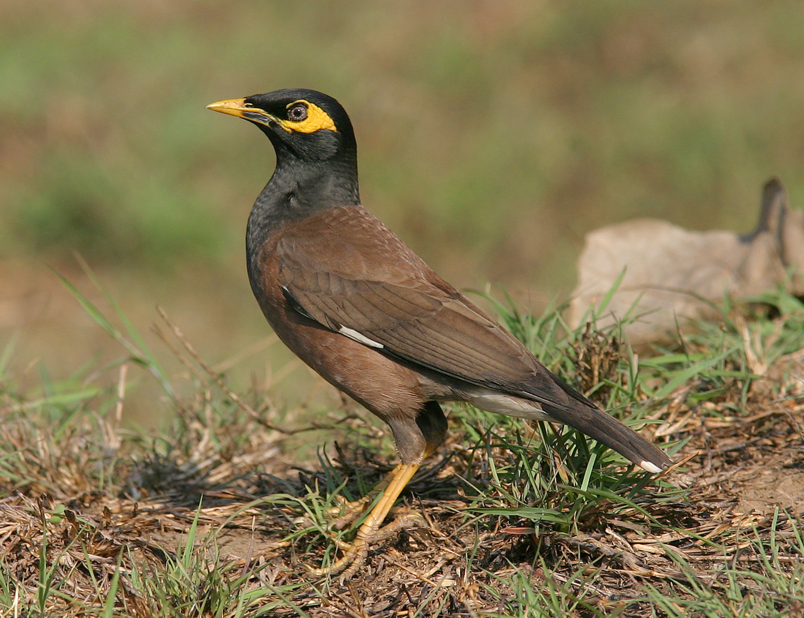 Common myna with yellow beak on grass