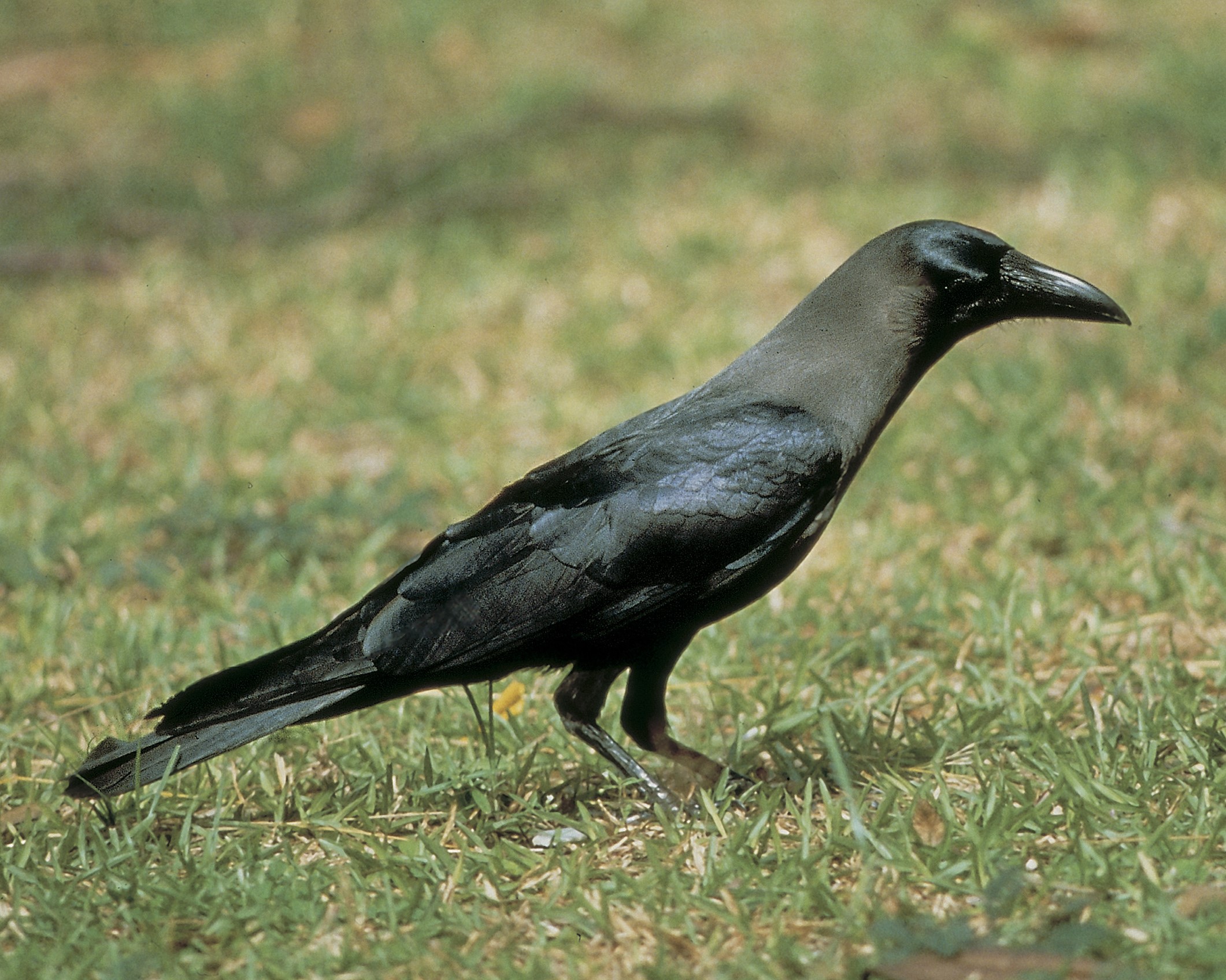 House crow
