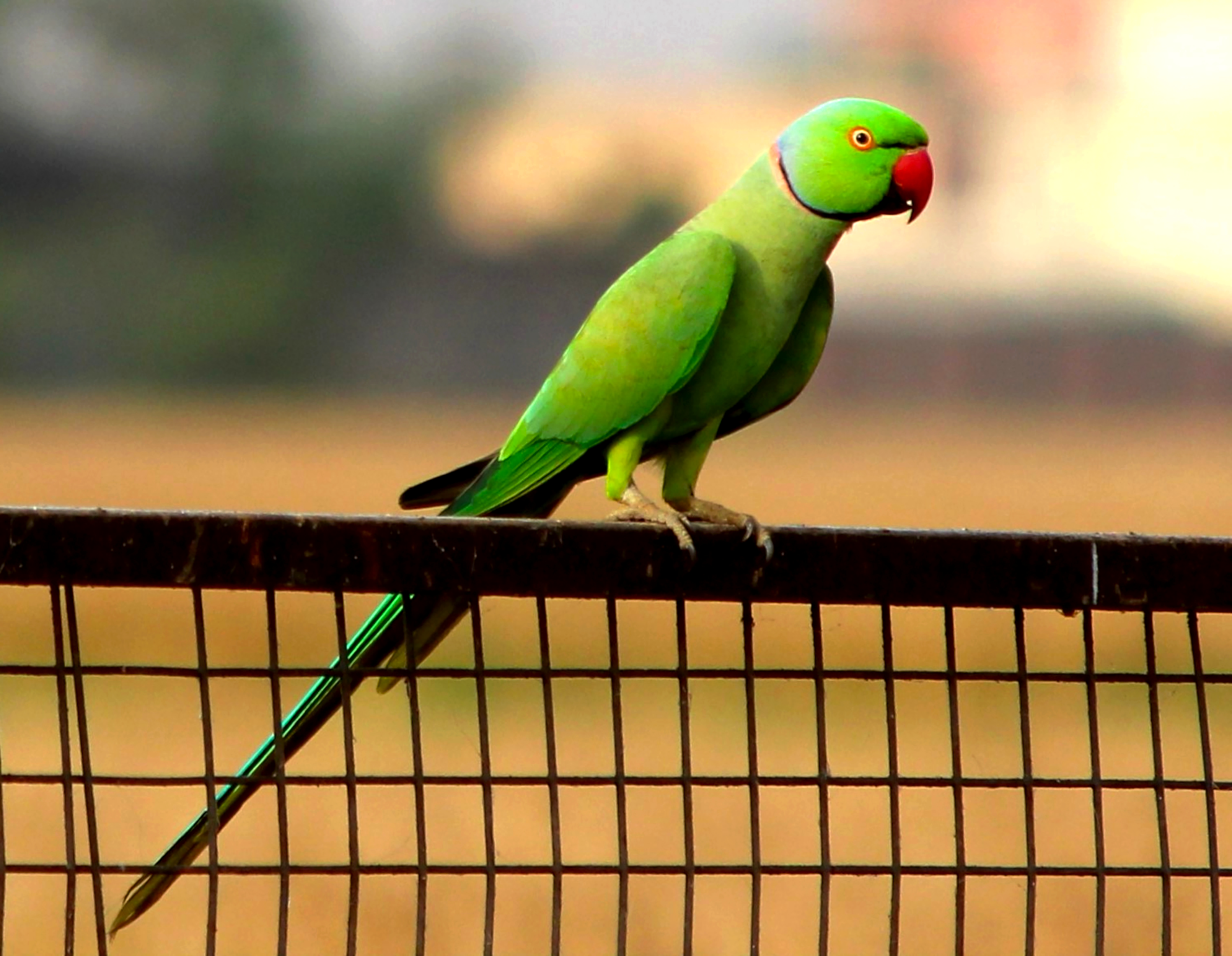 Green-yellow Indian ringneck with red beak