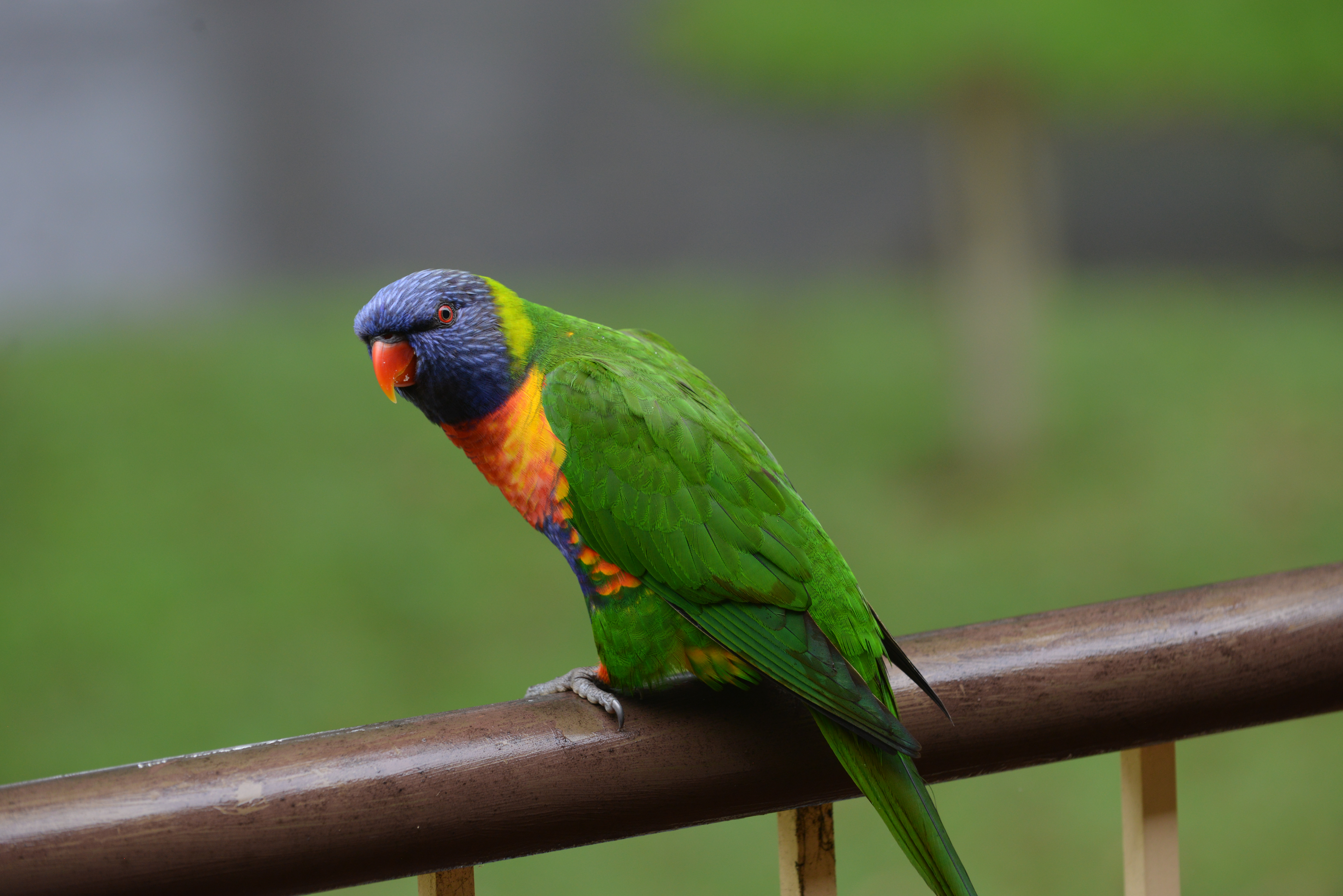 Rainbow lorikeet