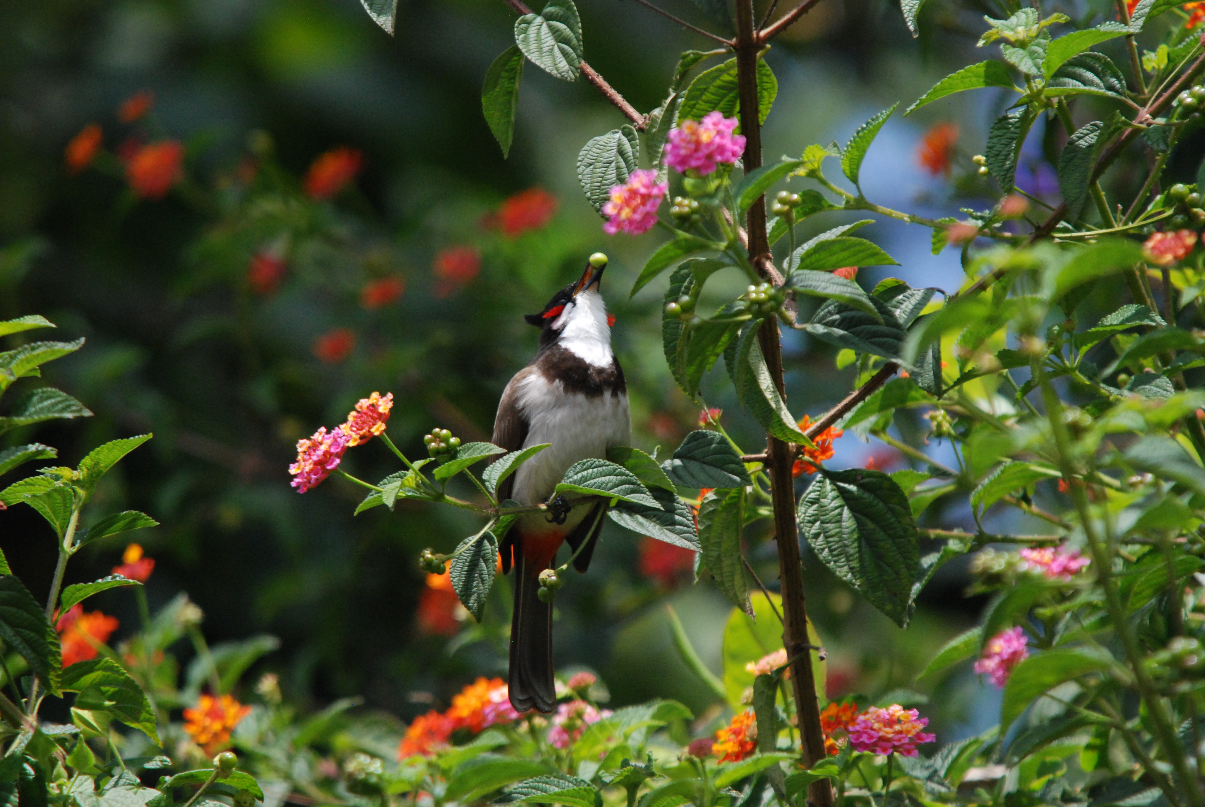Black bird with white neck in bush