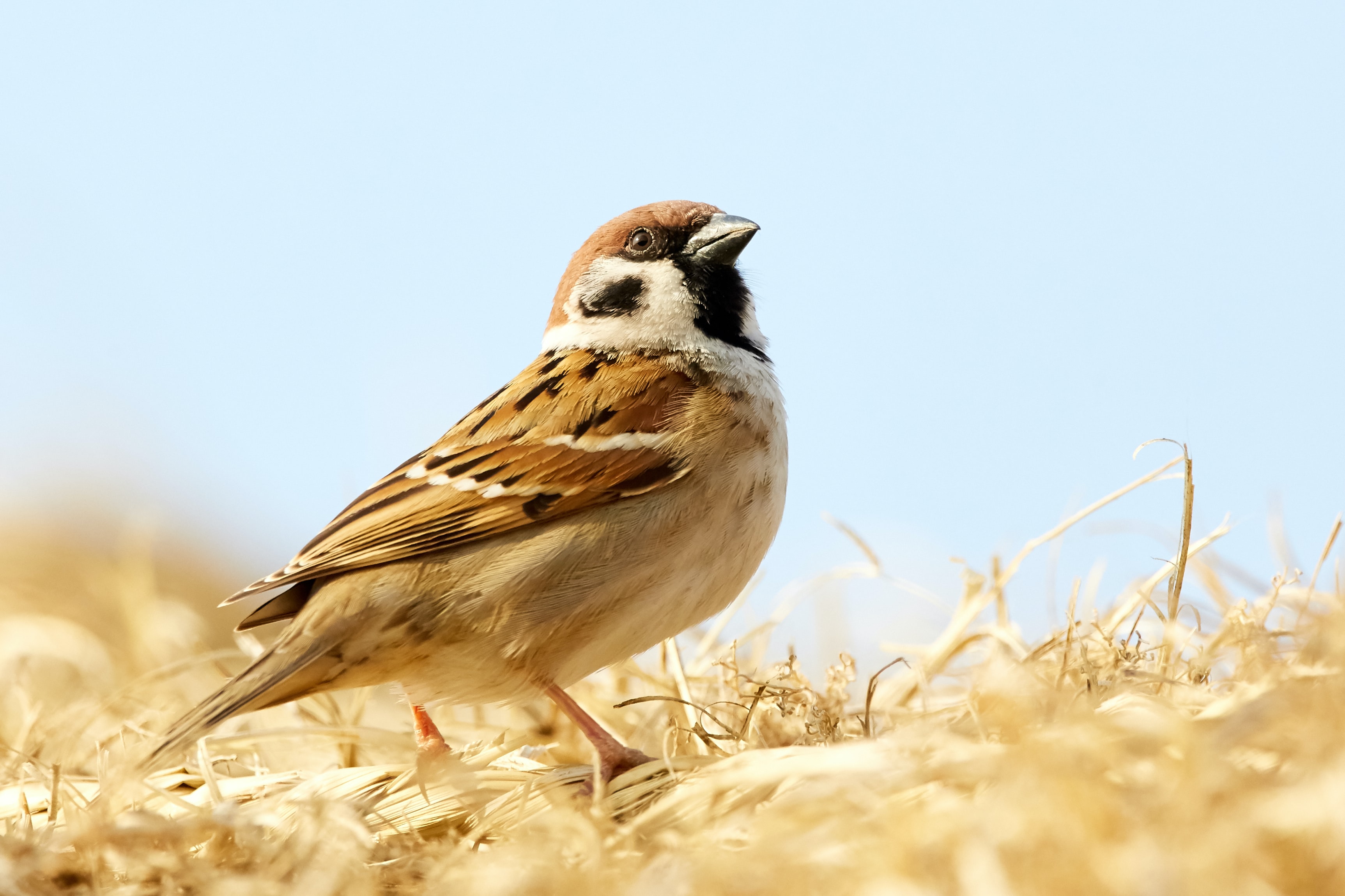 Brown-tan sparrow