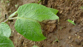Late blight infection will spread and eventually the whole leaf will be killed