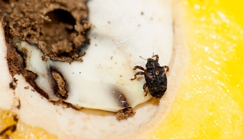 Adult mango seed weevil
