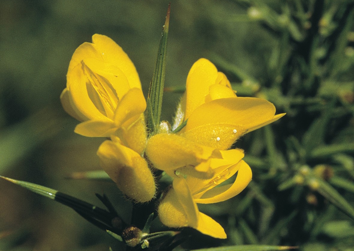 Yellow Gorse flowers on plant