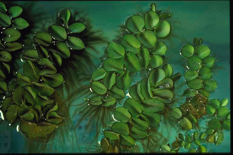 salvinia molesta