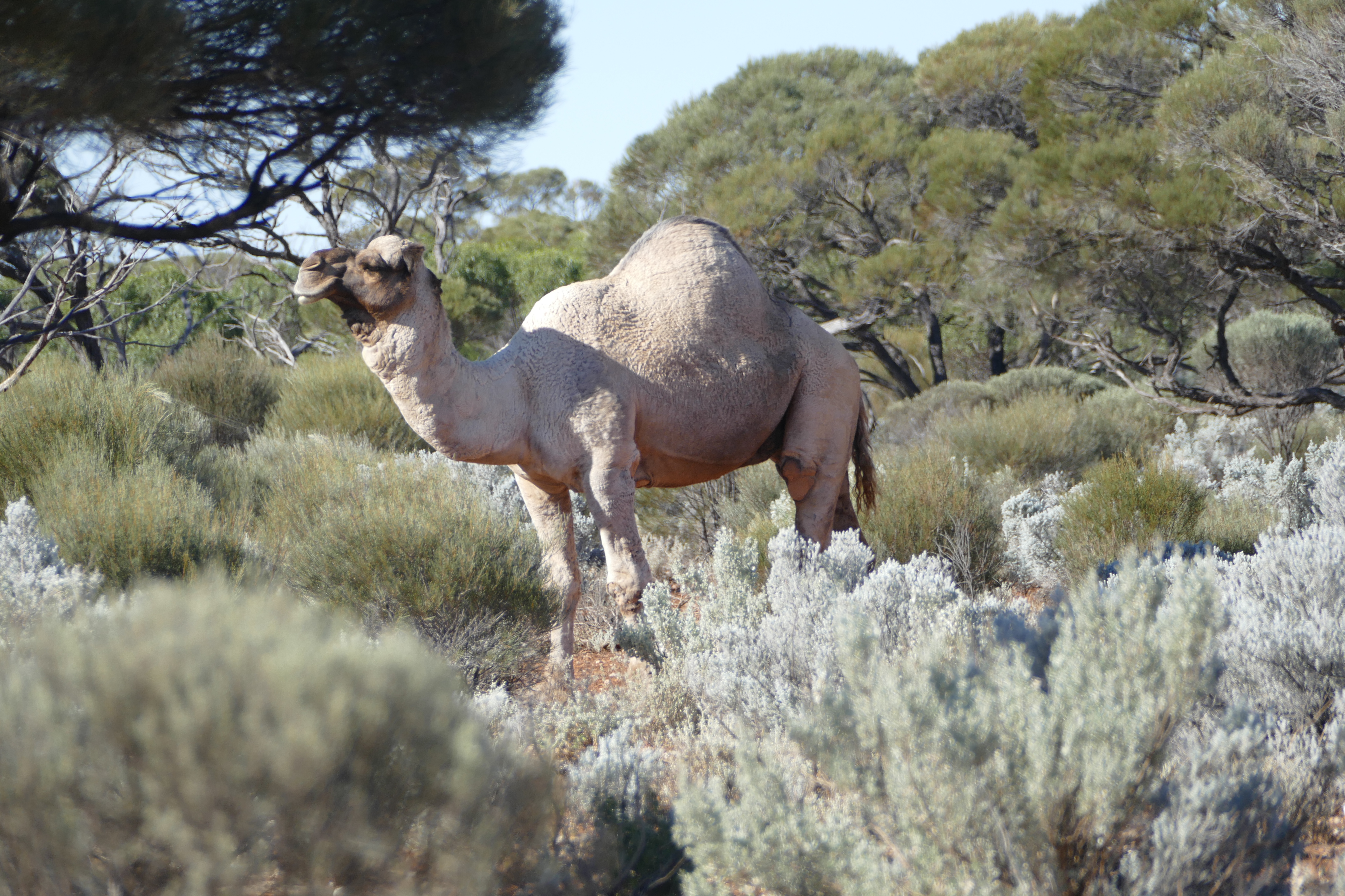 Feral camel on the Nullabor