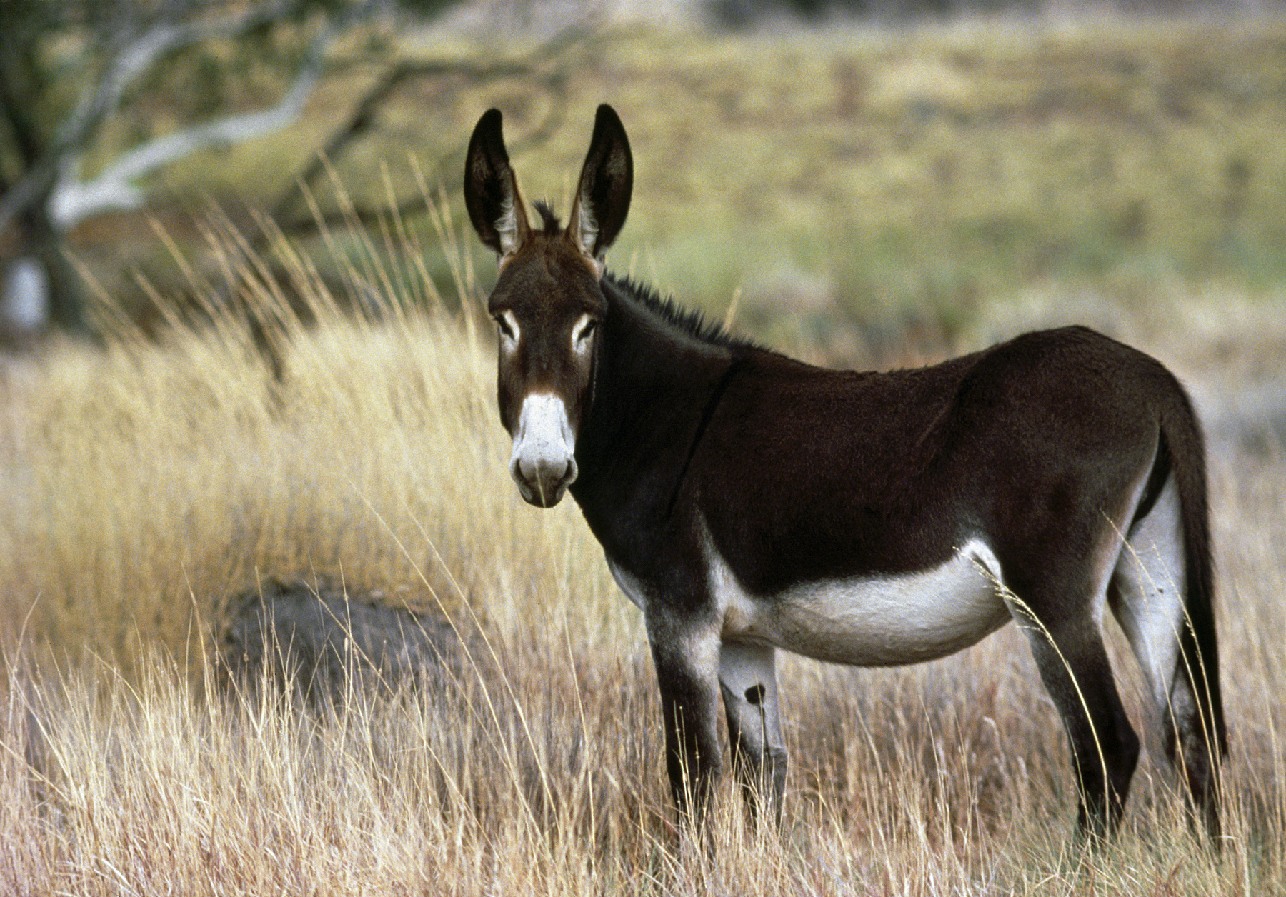 Feral donkey resting in the rangelands