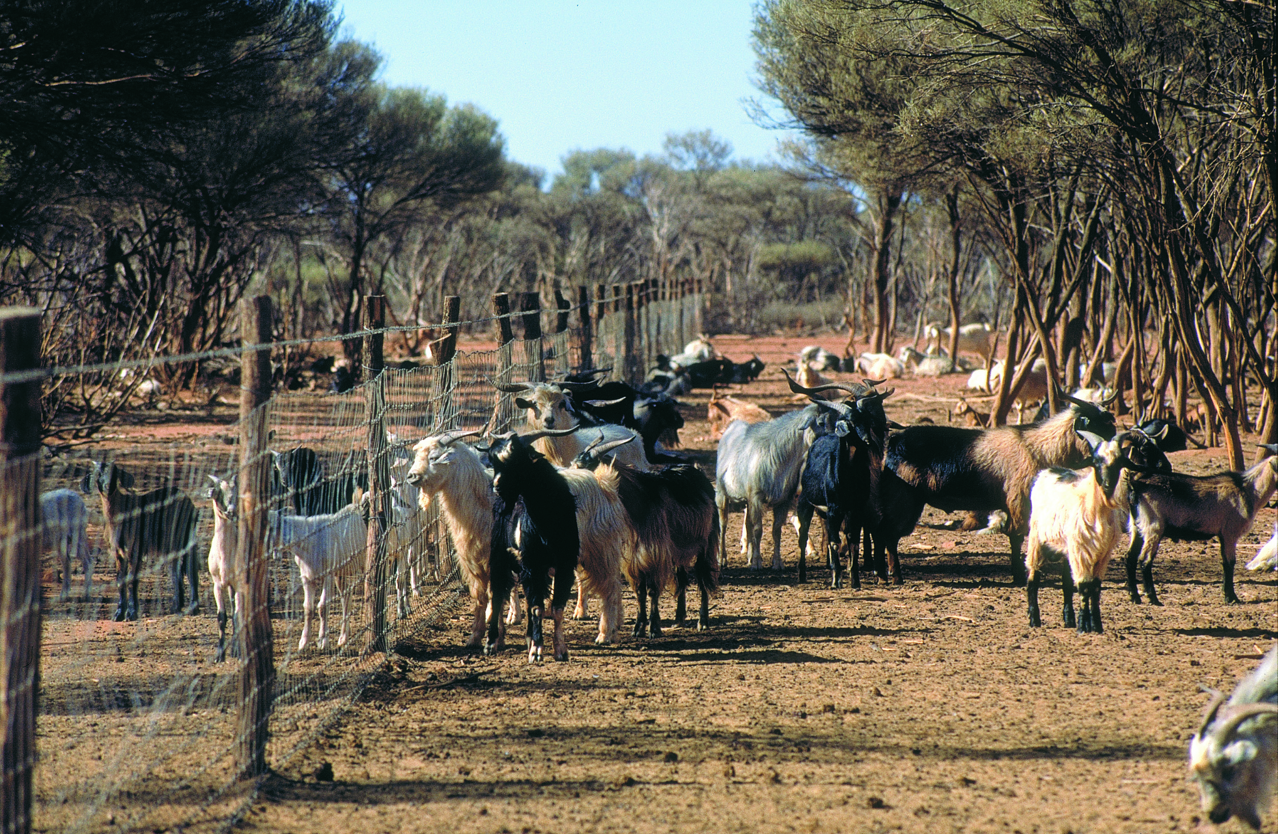 Group of feral goats beside a fence
