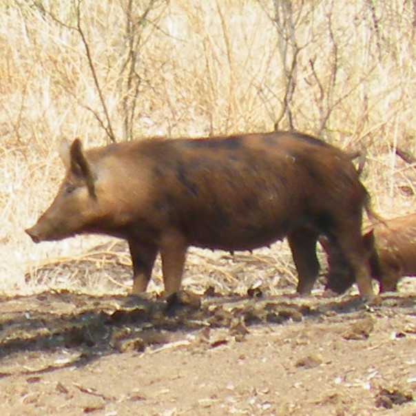 Feral pigs at waterhole