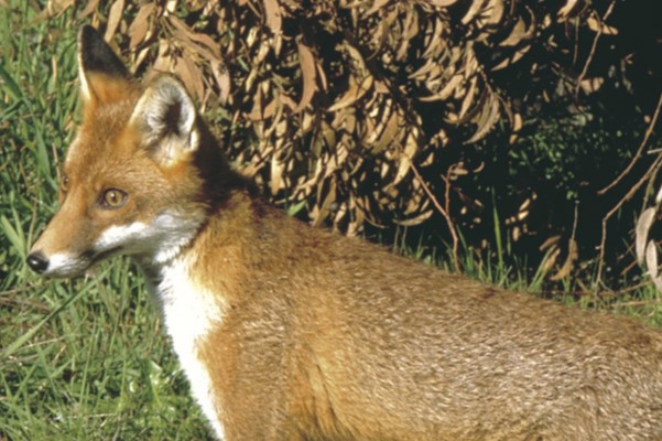 Fox