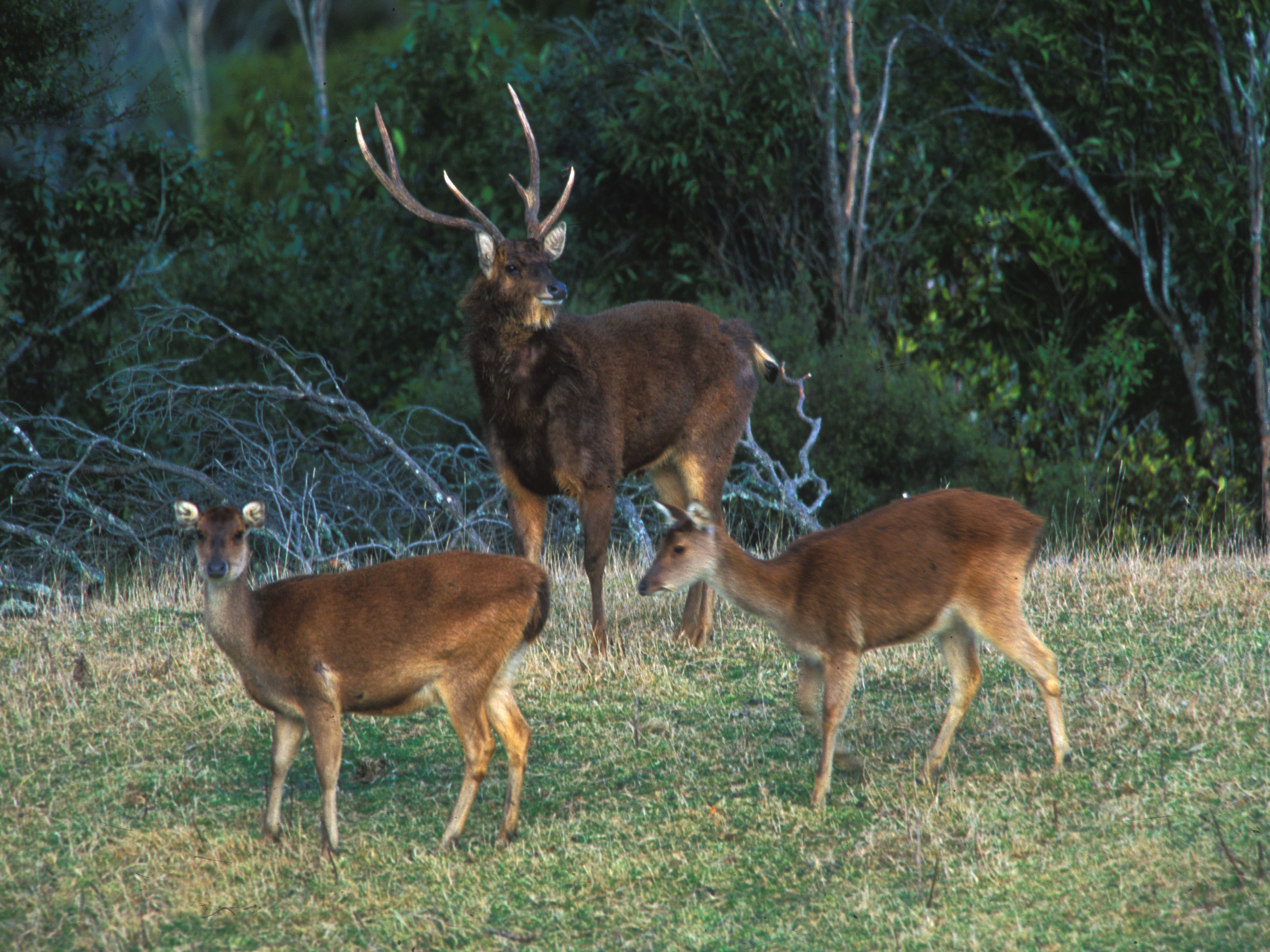 Rusa deer