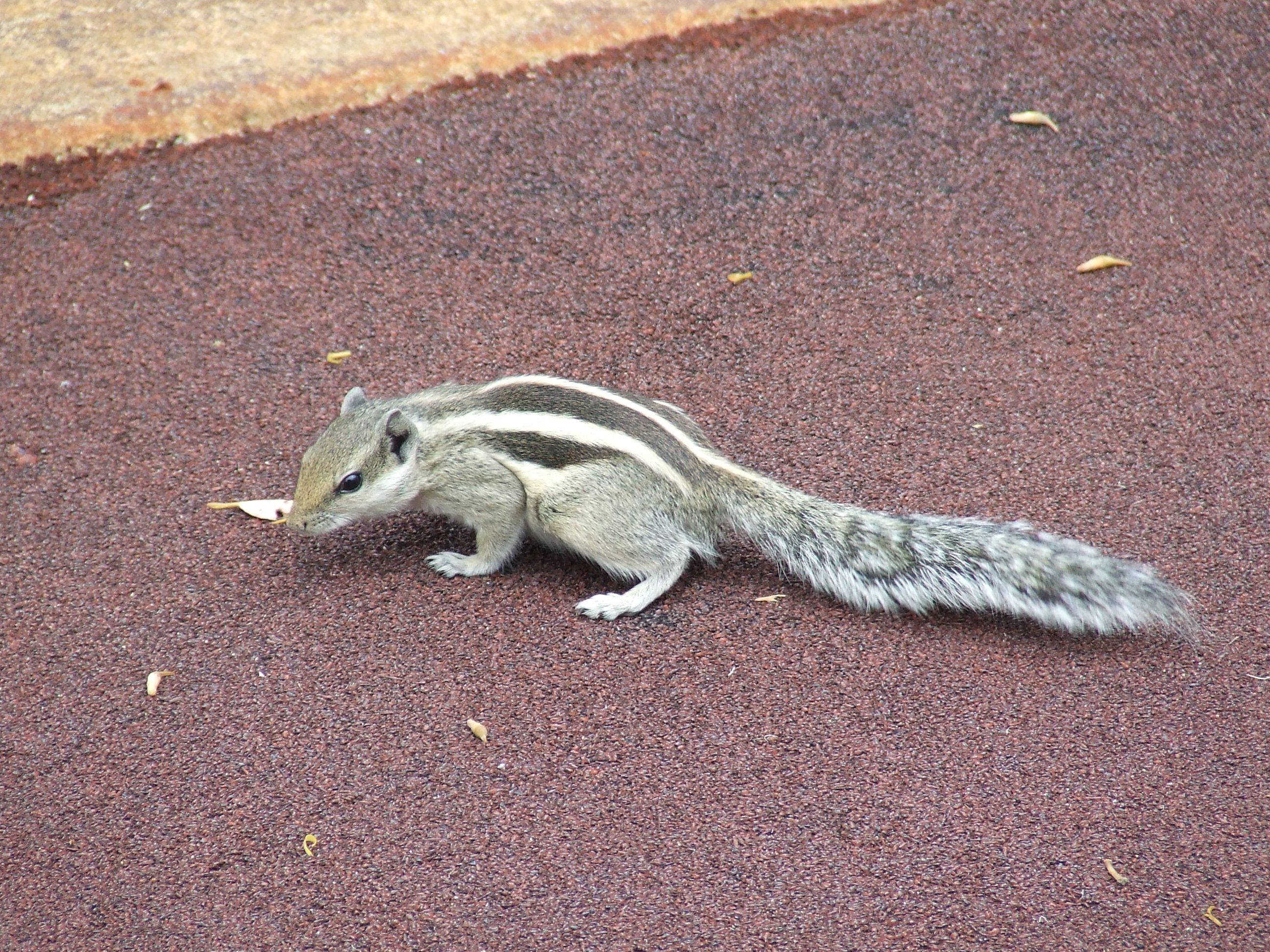 Northern palm squirrel