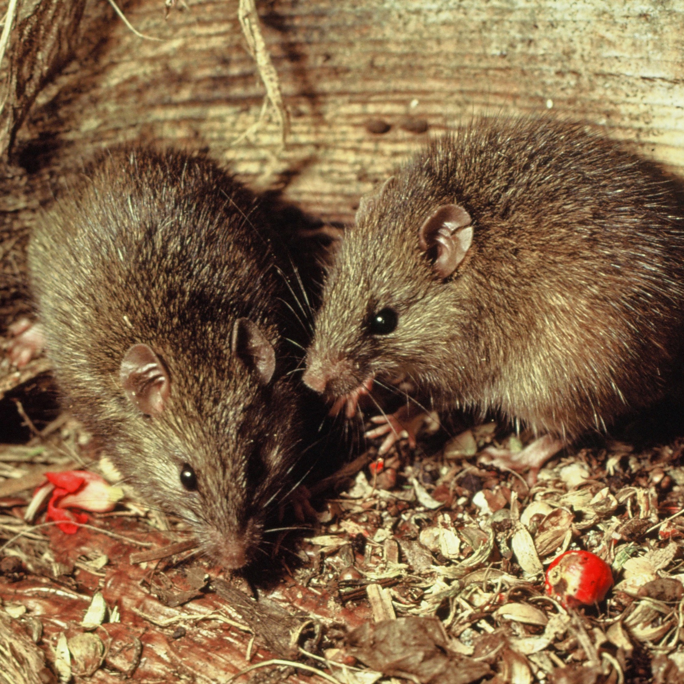 Pacific rat