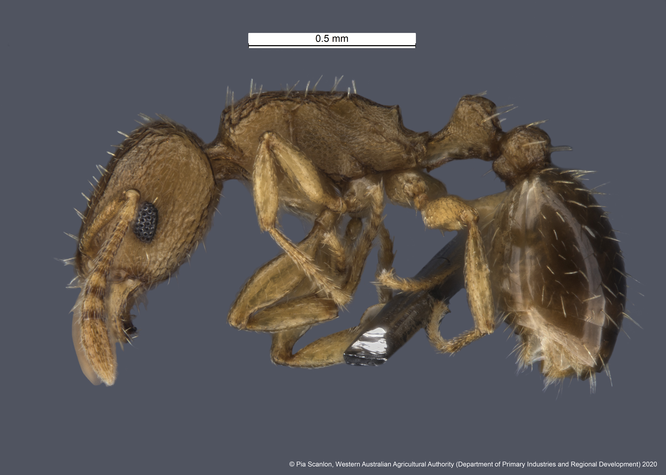 Pennant ant
