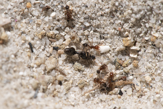 Red imported fire ants