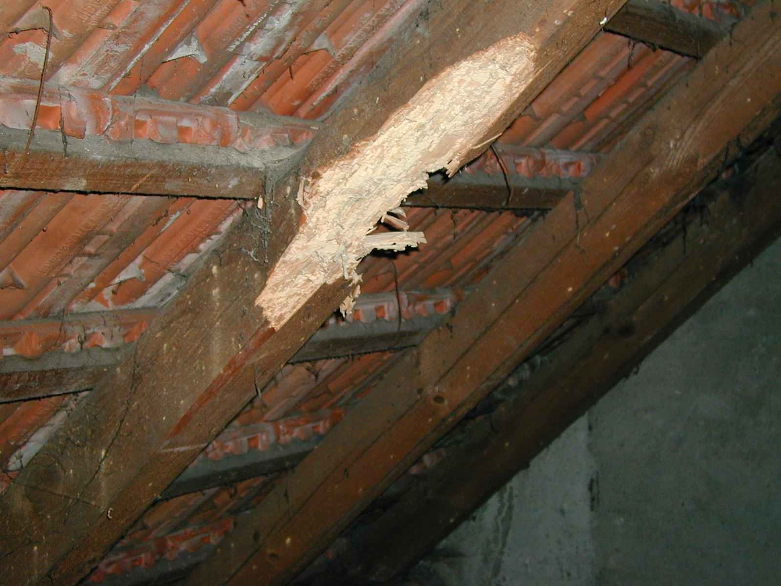 Insect damaged structural ceiling beam